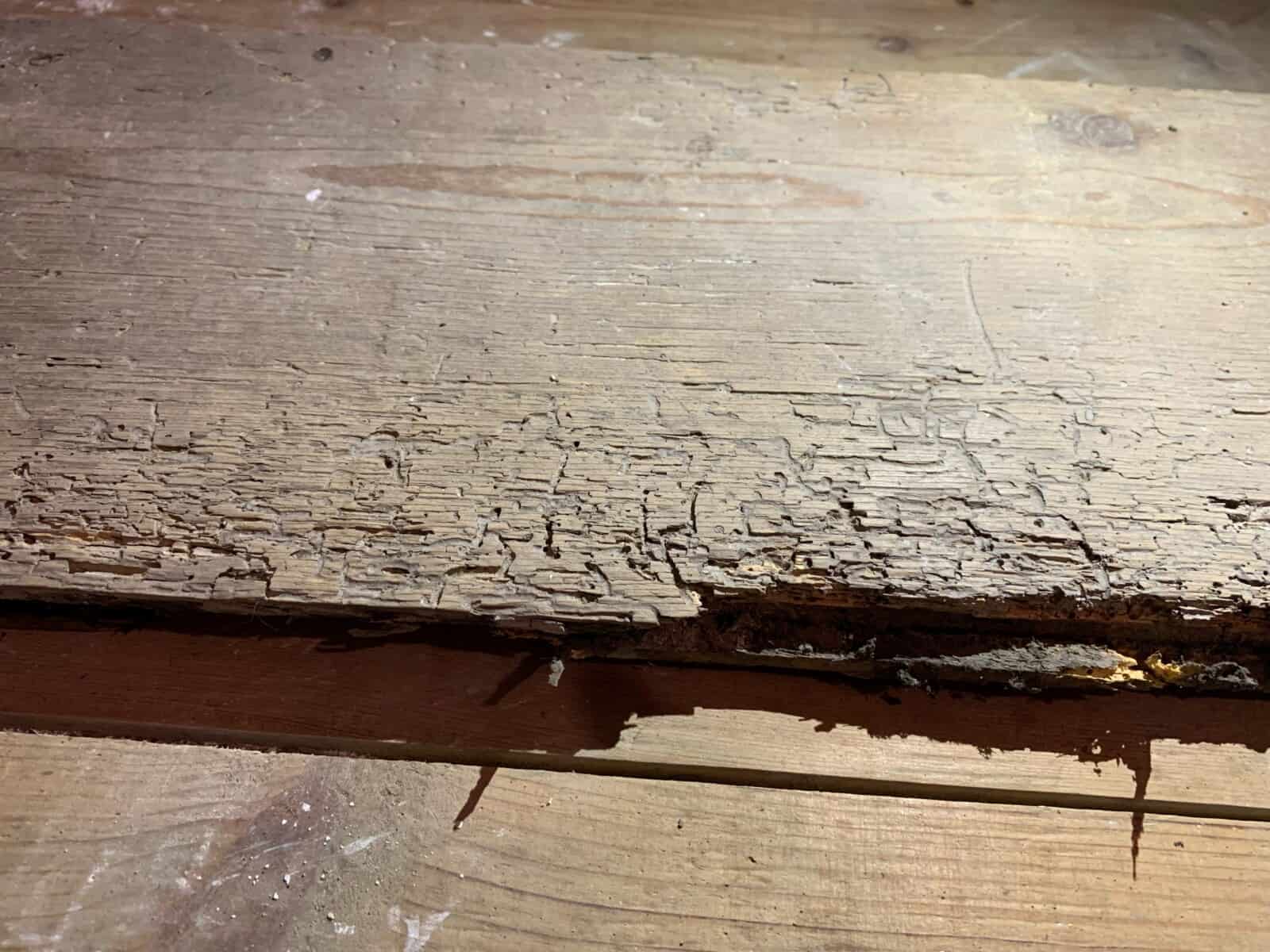 5 Things you need to know about Woodworm in Sheffield LABS Basements