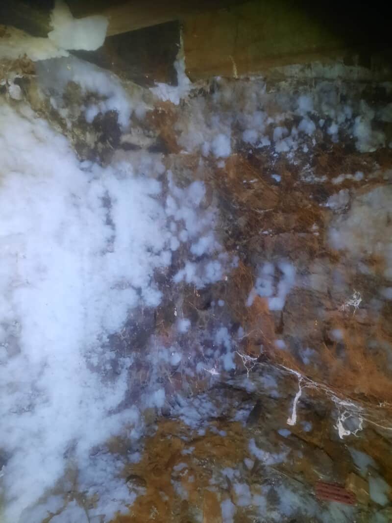 5 things you need to know about Dry Rot in Sheffield - LABS Basements ...